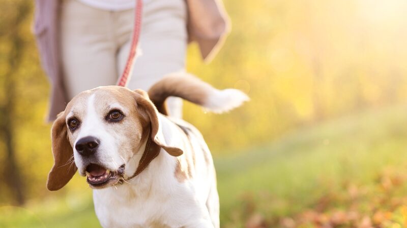 The Best Dog Walking Spots Near Liverpool