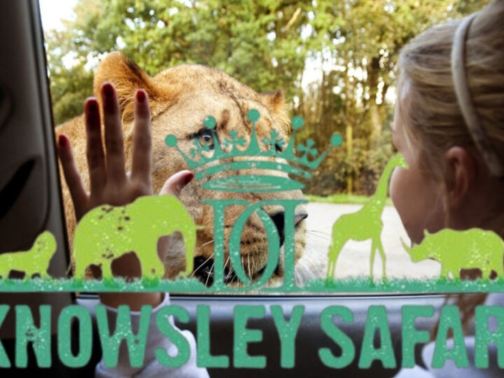 Knowsley Safari Park: All You Need to Know Before You Visit