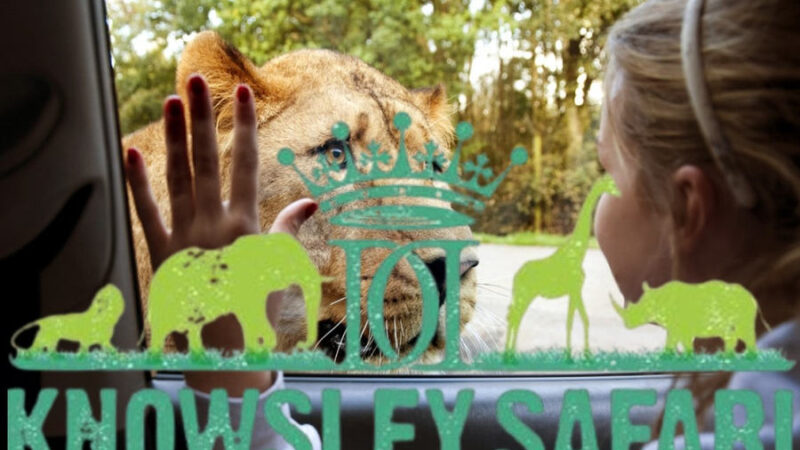 Knowsley Safari Park: All You Need to Know Before You Visit